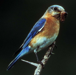 American Bluebird